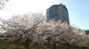 桜④